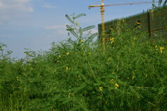 Sesbania cannabina