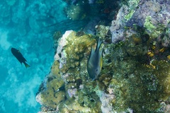 Amblyglyphidodon leucogaster