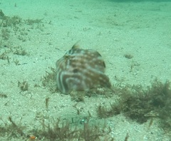 Brachaluteres jacksonianus