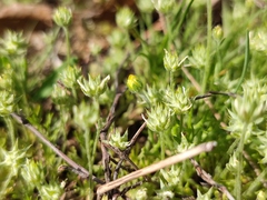 Ceratocephala testiculata