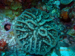 Mycetophyllia