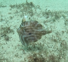 Brachaluteres jacksonianus