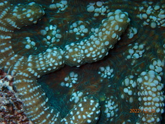 Mycetophyllia