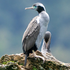 Phalacrocorax punctatus