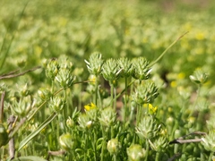 Ceratocephala testiculata