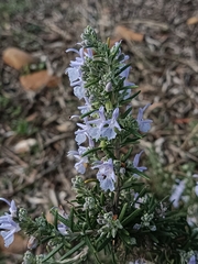 Salvia rosmarinus