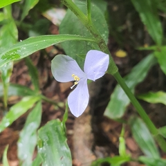 Coleotrype natalensis