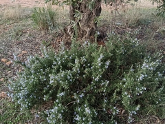 Salvia rosmarinus