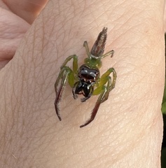 Artabrus erythrocephalus