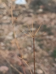 Bupleurum fruticescens