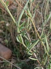 Bupleurum fruticescens