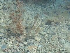 Notolabrus parilus