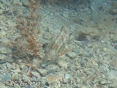 Notolabrus parilus