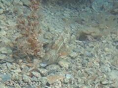 Notolabrus parilus