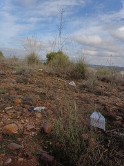 Bupleurum fruticescens