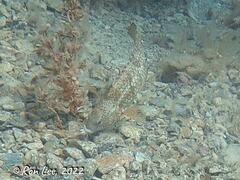 Notolabrus parilus
