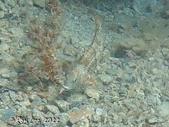 Notolabrus parilus