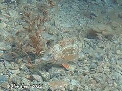 Notolabrus parilus