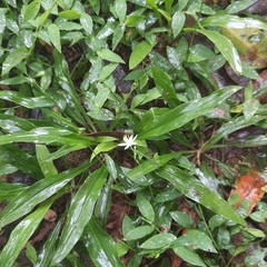 Chlorophytum modestum