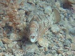Notolabrus parilus