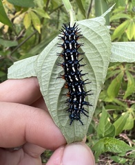 Doleschallia bisaltide