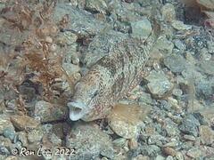 Notolabrus parilus