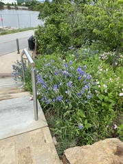 Tradescantia ohiensis