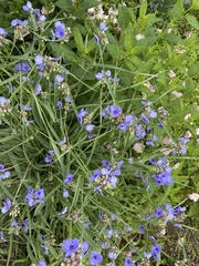 Tradescantia ohiensis