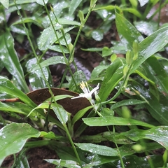 Chlorophytum modestum