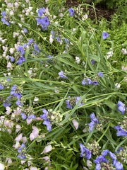 Tradescantia ohiensis