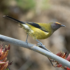 Anthornis melanura