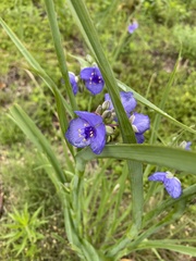 Tradescantia ohiensis