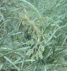 Phycodurus eques