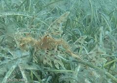 Phycodurus eques