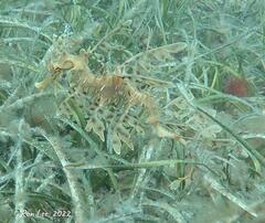 Phycodurus eques
