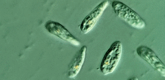 Cryptomonas paramecium
