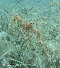 Phycodurus eques
