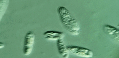 Cryptomonas paramecium
