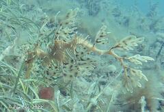 Phycodurus eques