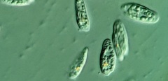 Cryptomonas paramecium
