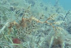 Phycodurus eques