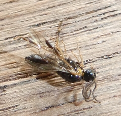 Schizocerella pilicornis