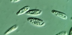 Cryptomonas paramecium
