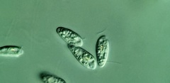 Cryptomonas paramecium