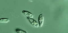 Cryptomonas paramecium