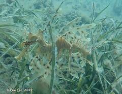Phycodurus eques