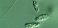 Cryptomonas paramecium