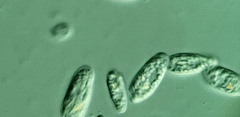 Cryptomonas paramecium