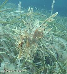 Phycodurus eques
