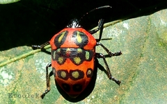 Poecilocoris druraei